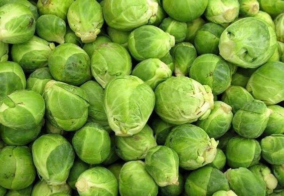 BRUSSEL SPROUTS SEEDS 200 SEEDS 