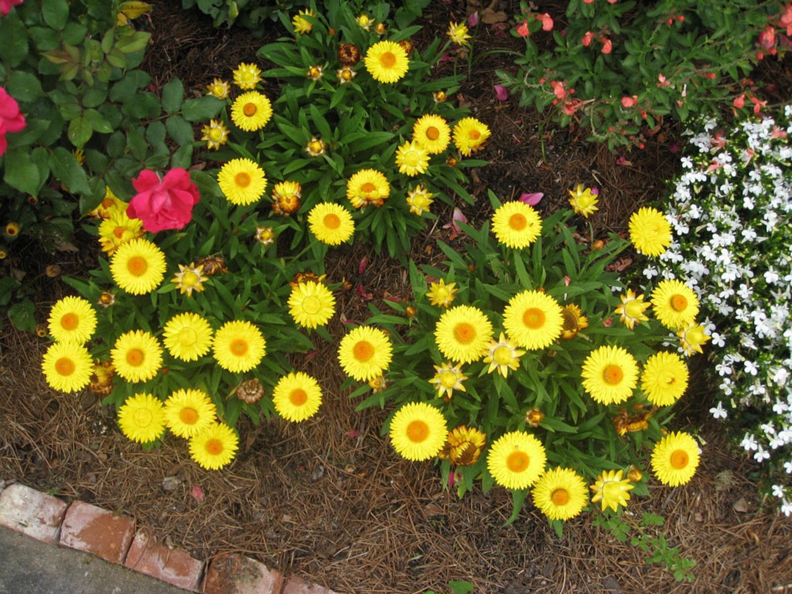 Strawflower Yellow 400 Seeds non GMO Etsy