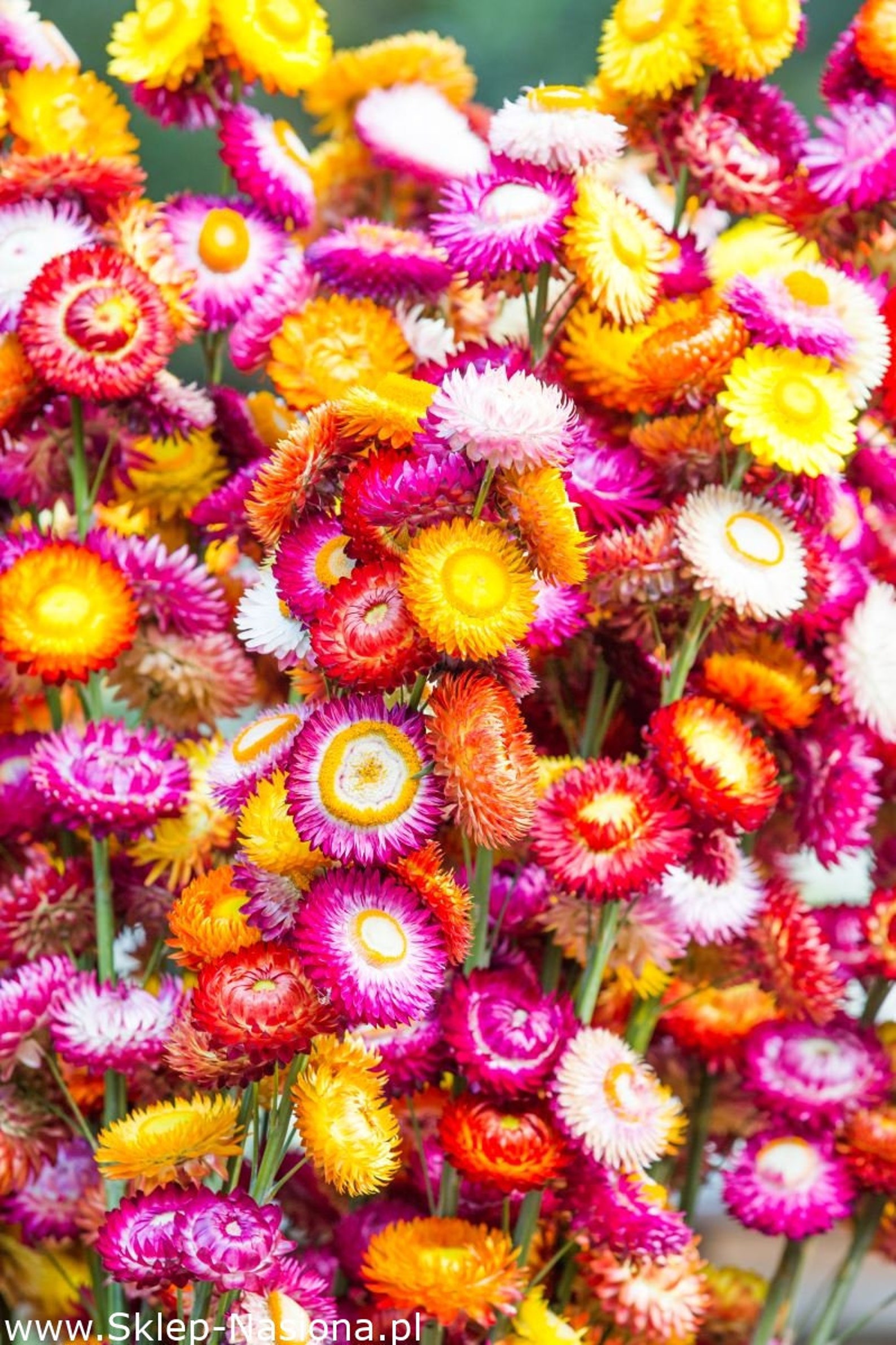 Strawflower Mix Colors 100 seeds non GMO Etsy