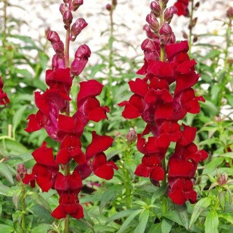 Snapdragon Tall Carmine 100 Seeds non GMO