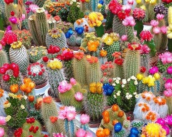 Mix of Cactus 30 Seeds Non GMO - Etsy Canada