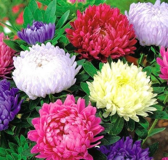 Aster Chrysanthemum Mixed Colors 50 Flower Seeds Non GMO Etsy