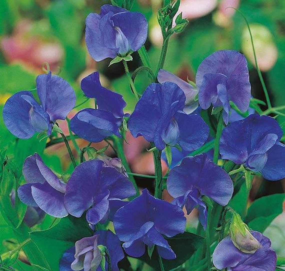 Sweet Pea Flower Royal Navy Blue 30 Seeds Non GMO Etsy