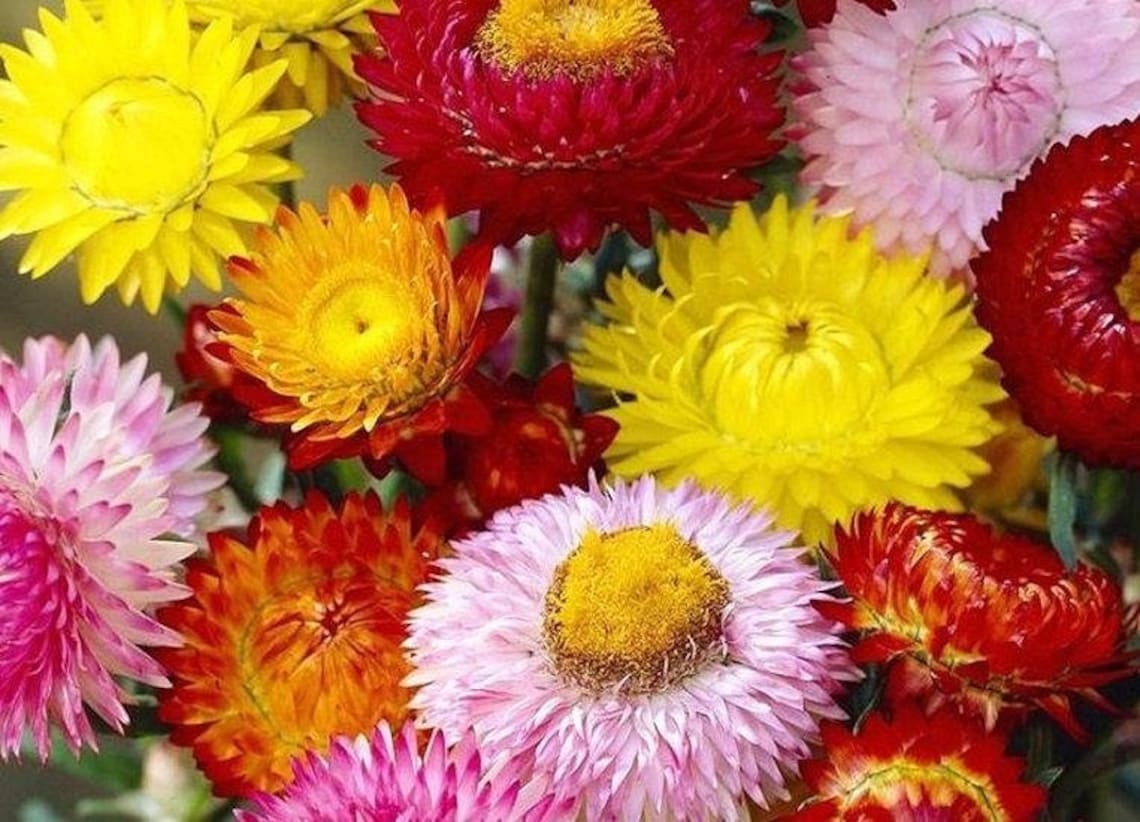 Strawflower Mixed Color 100 Seeds Non GMO Etsy UK