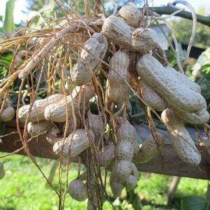 Peanut Fertile Valencia seeds Ukraine heirloom Vegetable 