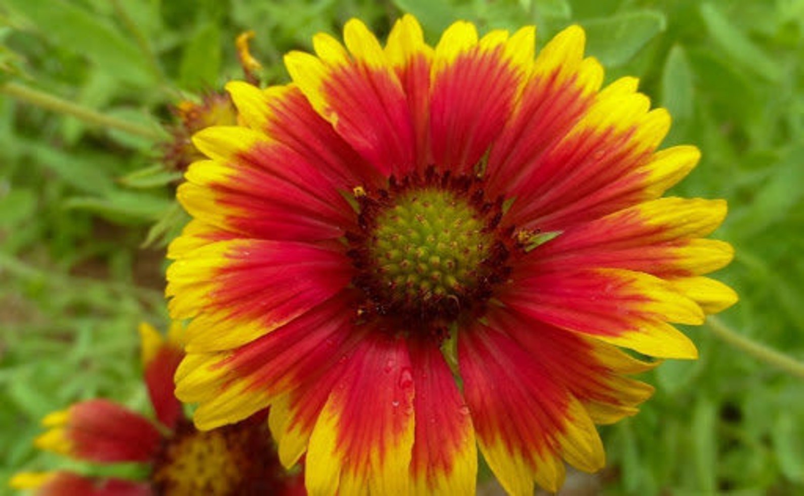 Gaillardia Aristata 100 seeds non GMO Etsy