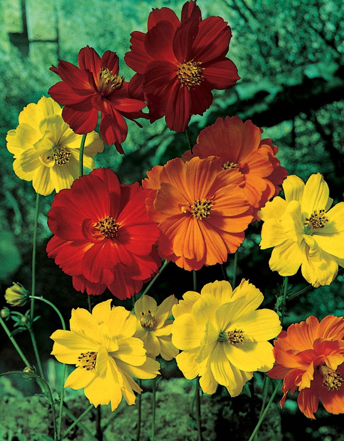 Sulfur Cosmos mixed colors 100 Seeds non GMO Etsy