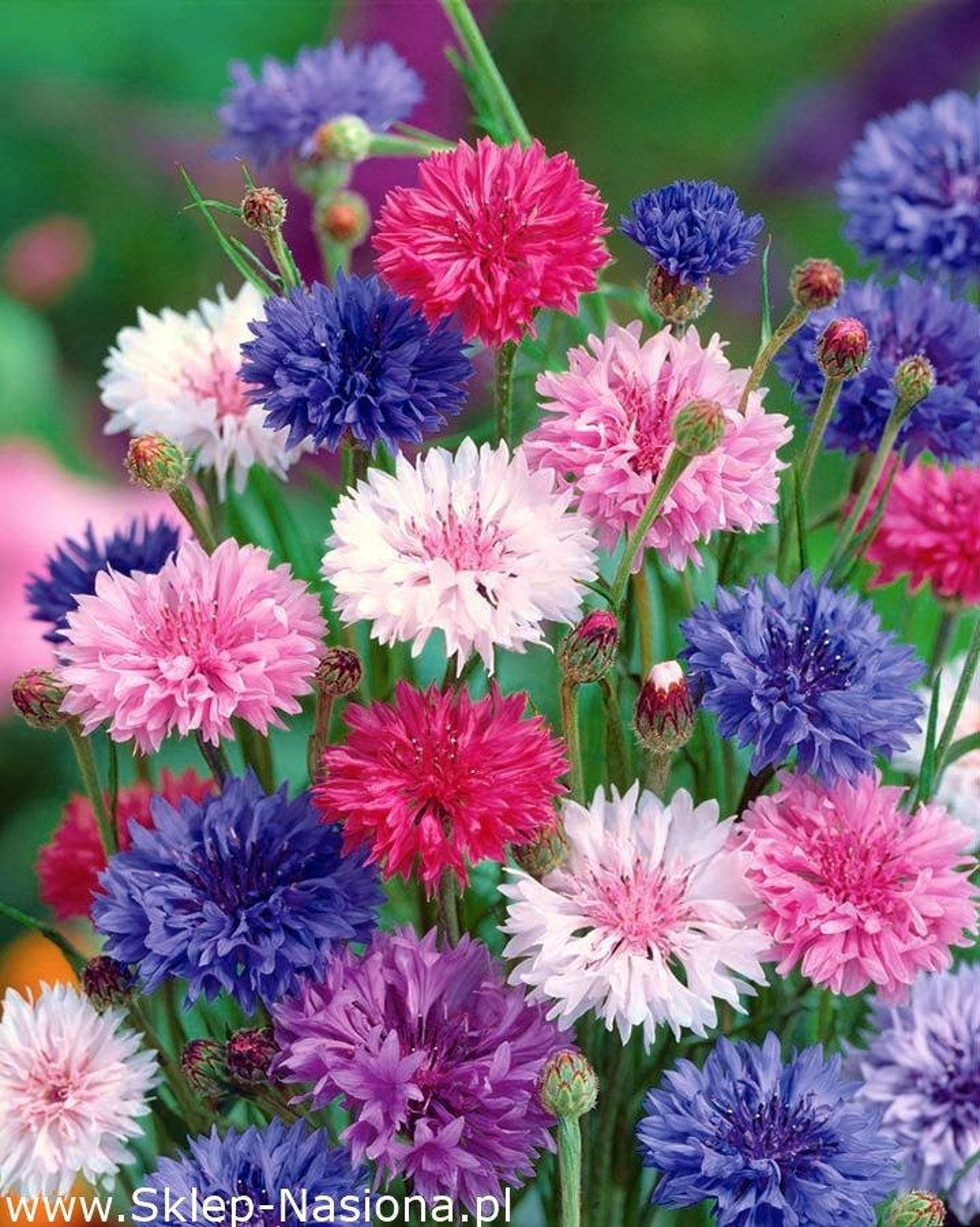 Cornflower Mix Colors 100 Seeds Non GMO Etsy