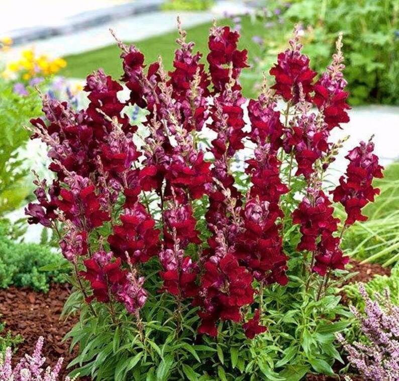Snapdragon Tall Carmine 100 Seeds non GMO