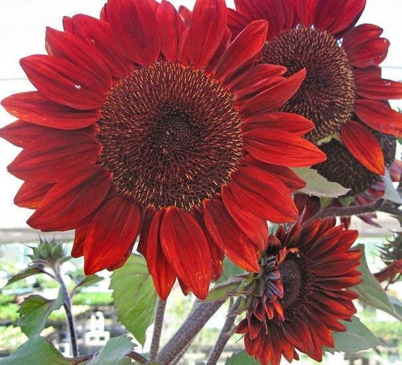 Ornamental Sunflower Red Sun 10 seeds non GMO Etsy