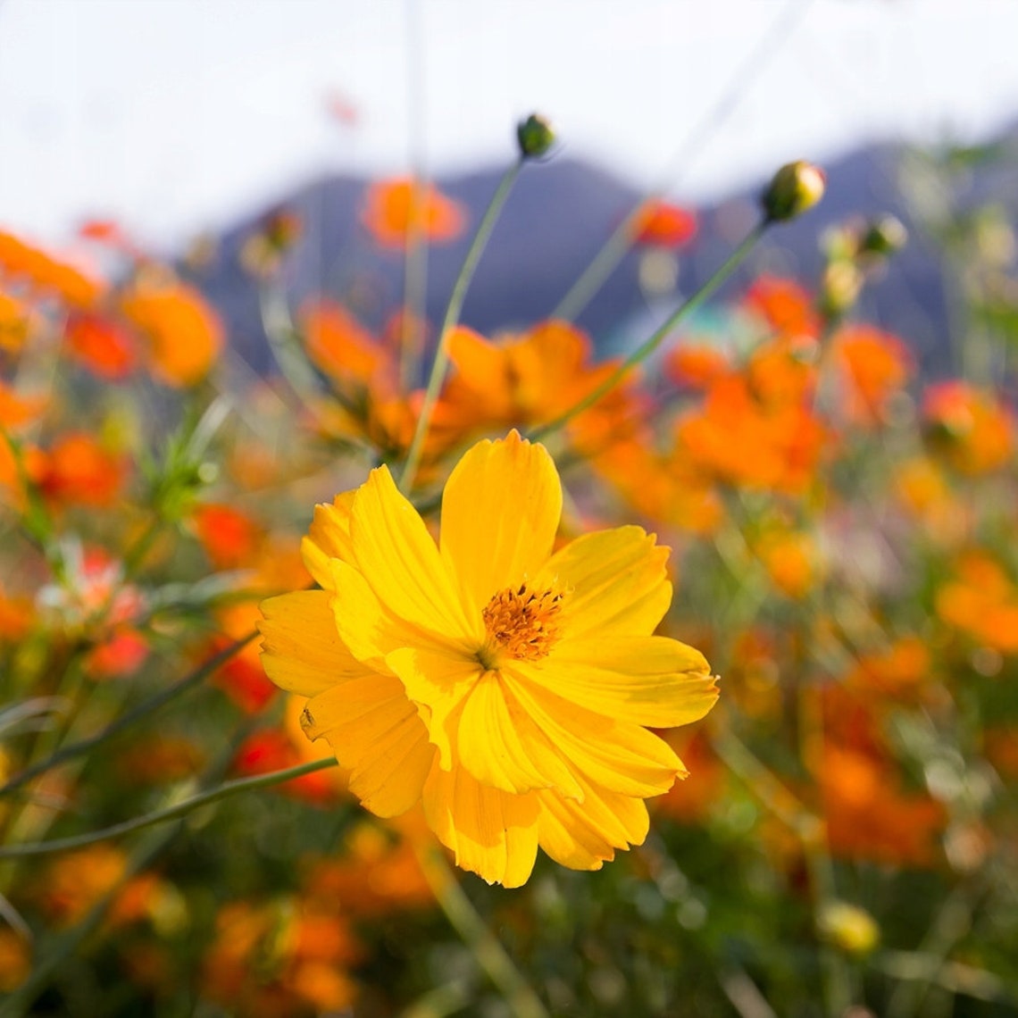 Sulfur Cosmos Mixed Colors 100 Seeds Non GMO Etsy