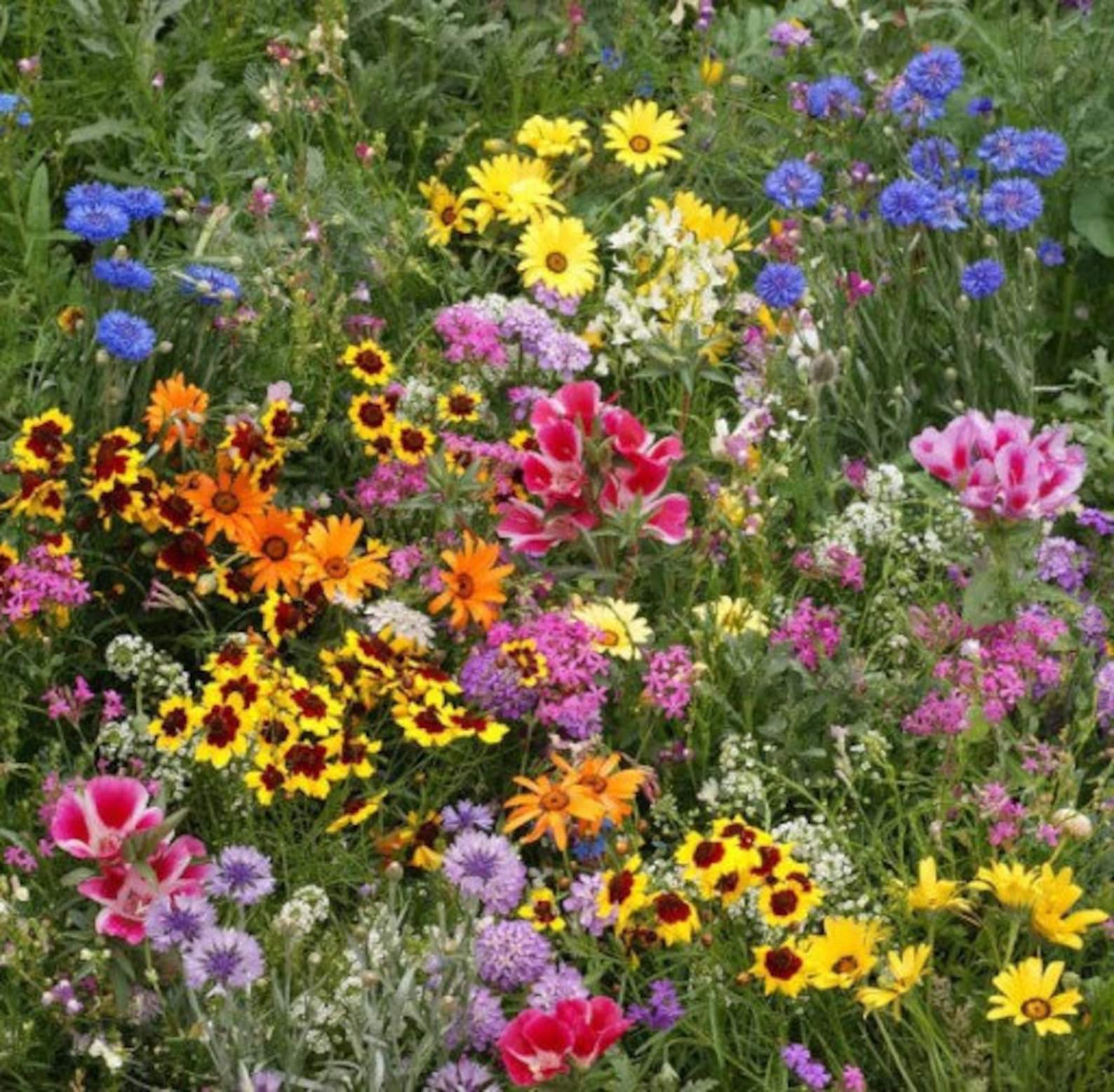 Wild Flower Meadow Mix over 1000 seeds non GMO Etsy
