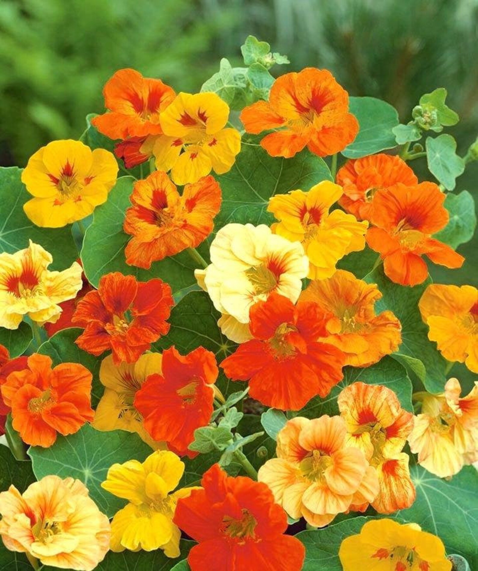Garden Nasturtium Mixed Colors 20 seeds non GMO Etsy
