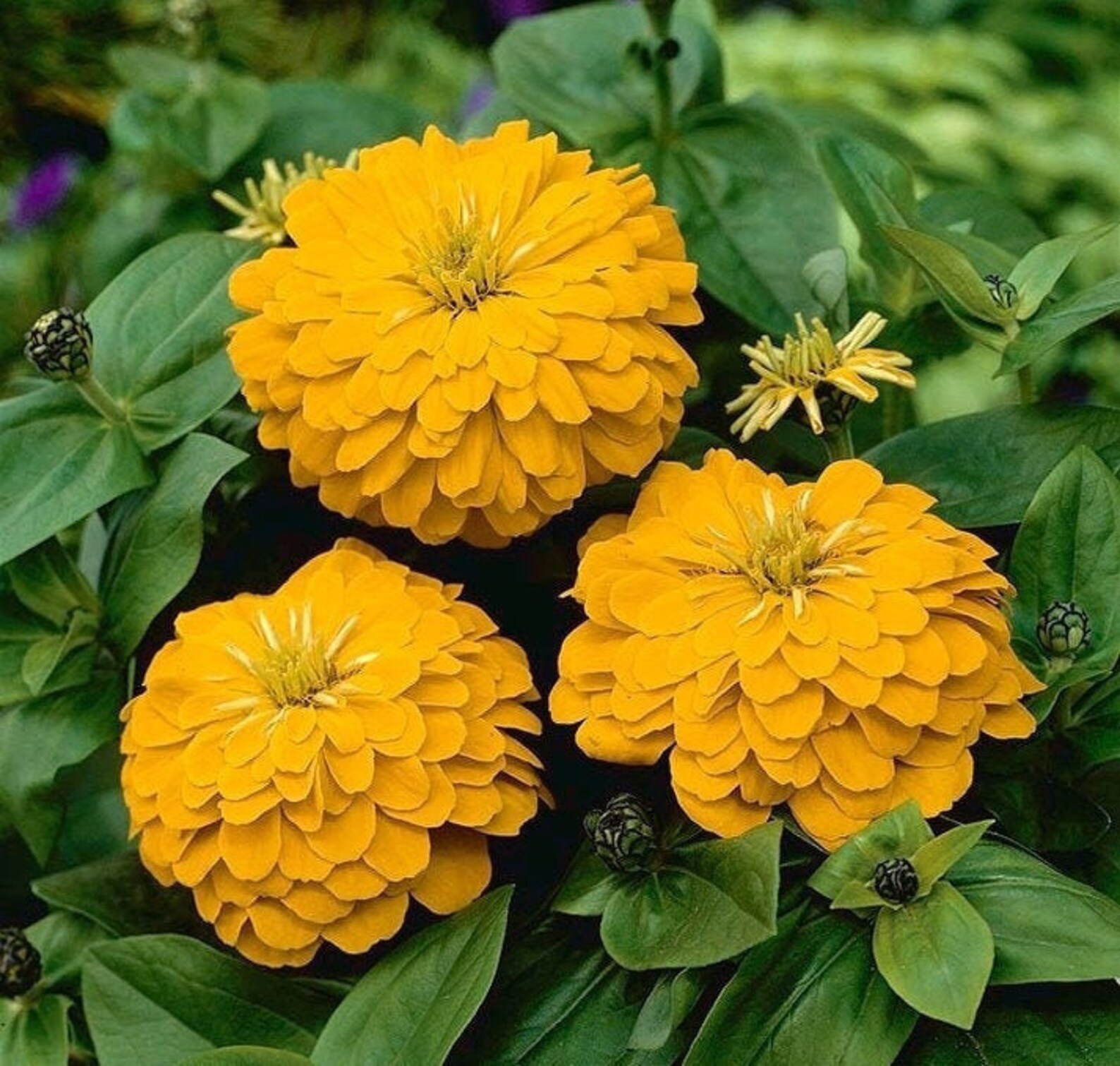 Zinnia Flower Yellow 50 Seeds non GMO Etsy