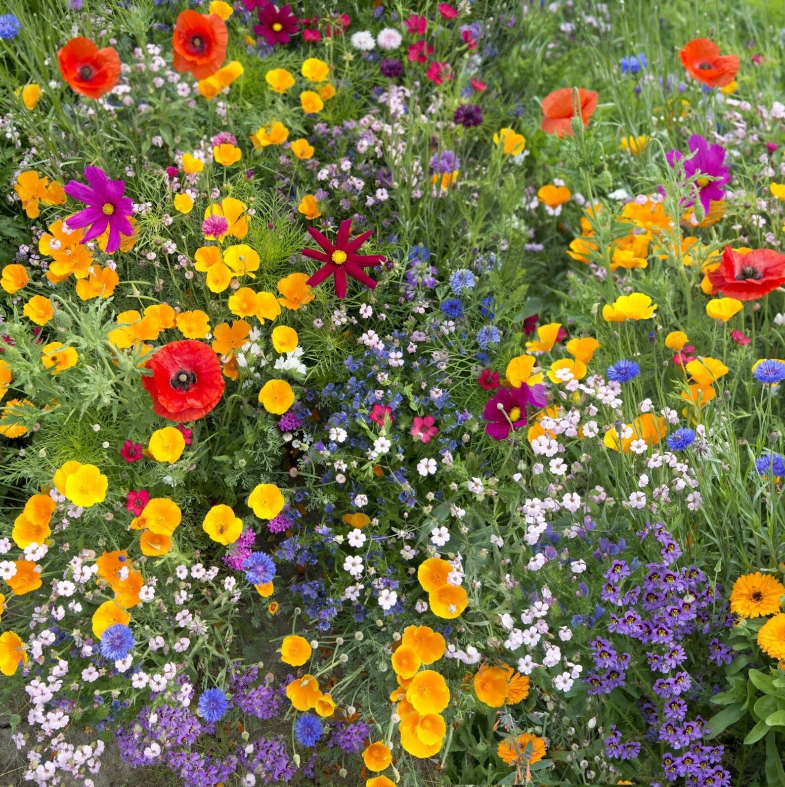 Mosquito Repelling Flower/Herb Mix 200 seeds non GMO Etsy