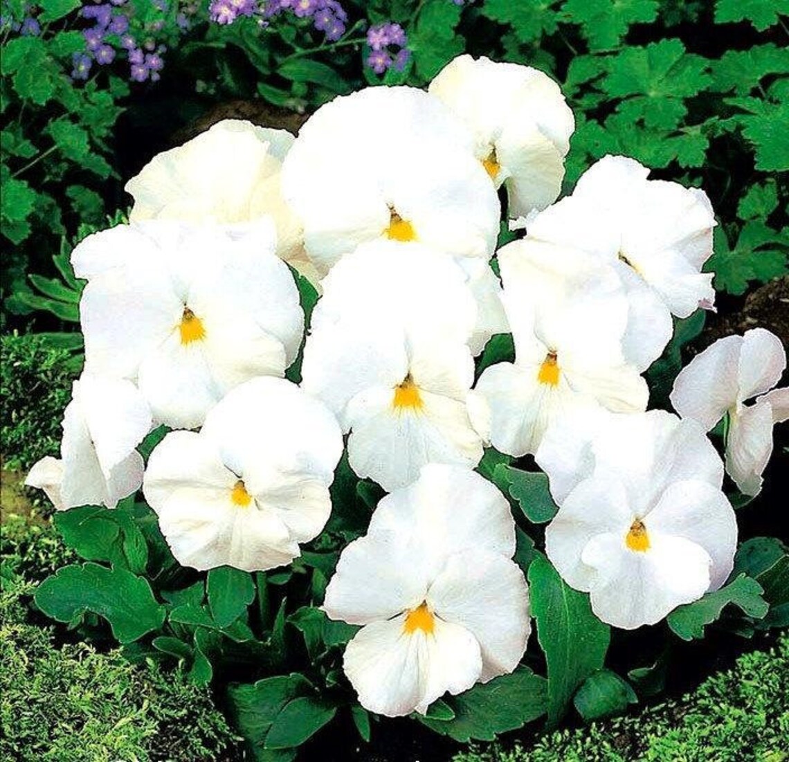 Pansy White 50 seeds non GMO Etsy