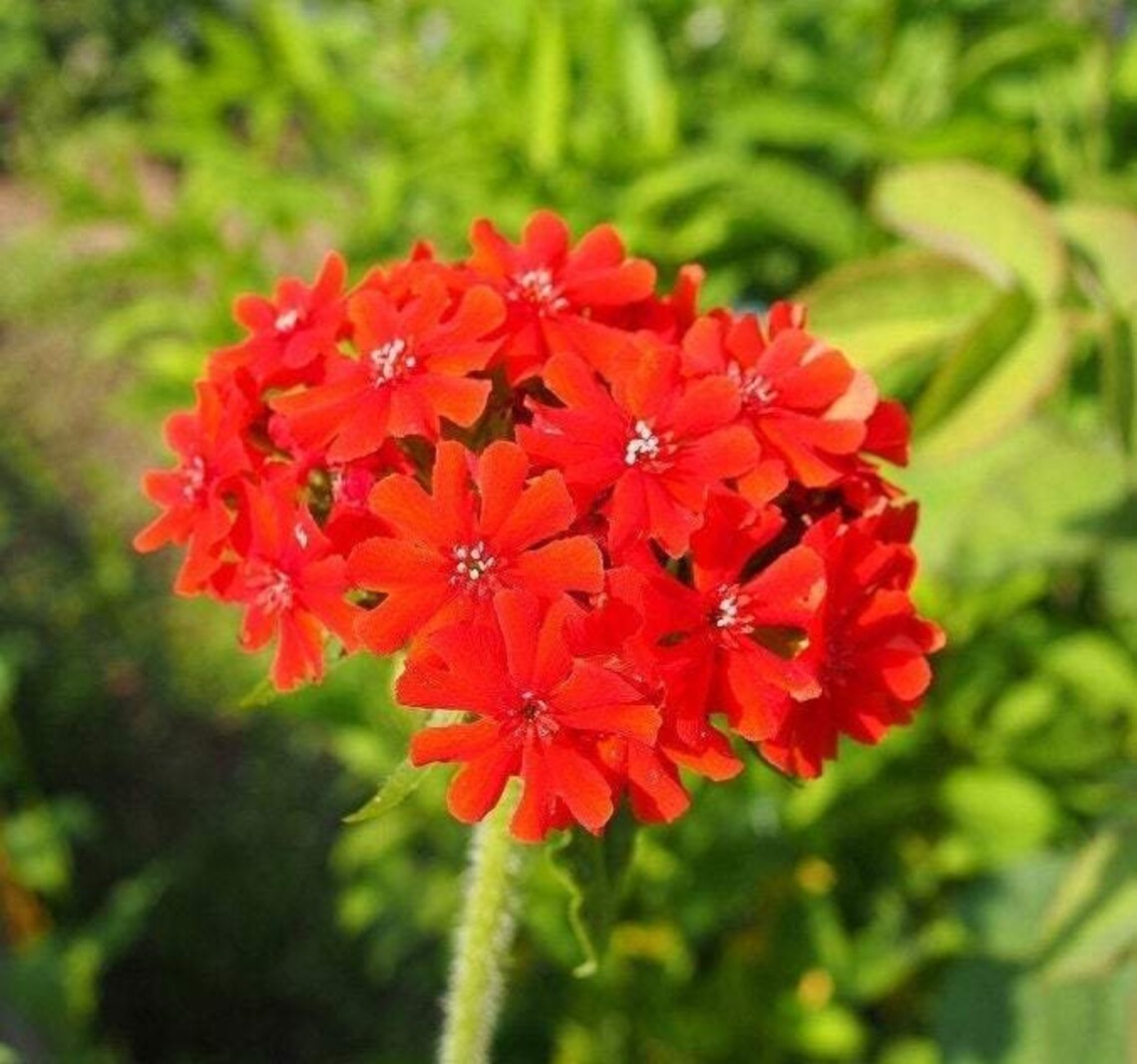 Flower of Bristol 100 Seeds Non GMO Etsy UK