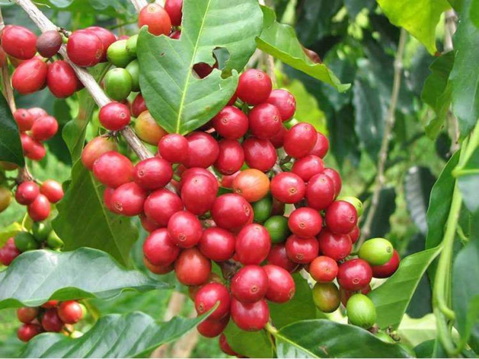 Кофейные плоды. Ягоды кофе Арабика. Кофе Аравийское растение. Кофейное дерево Аравийское. Кофейное дерево.