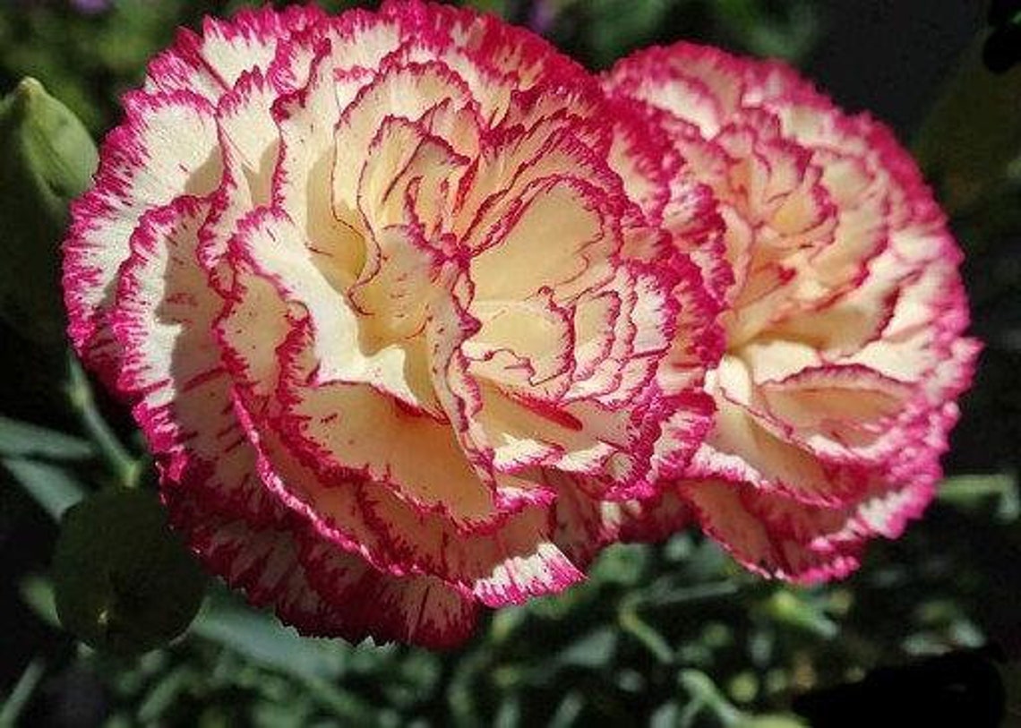 Carnation Chabaud La France 50 seeds non GMO Etsy
