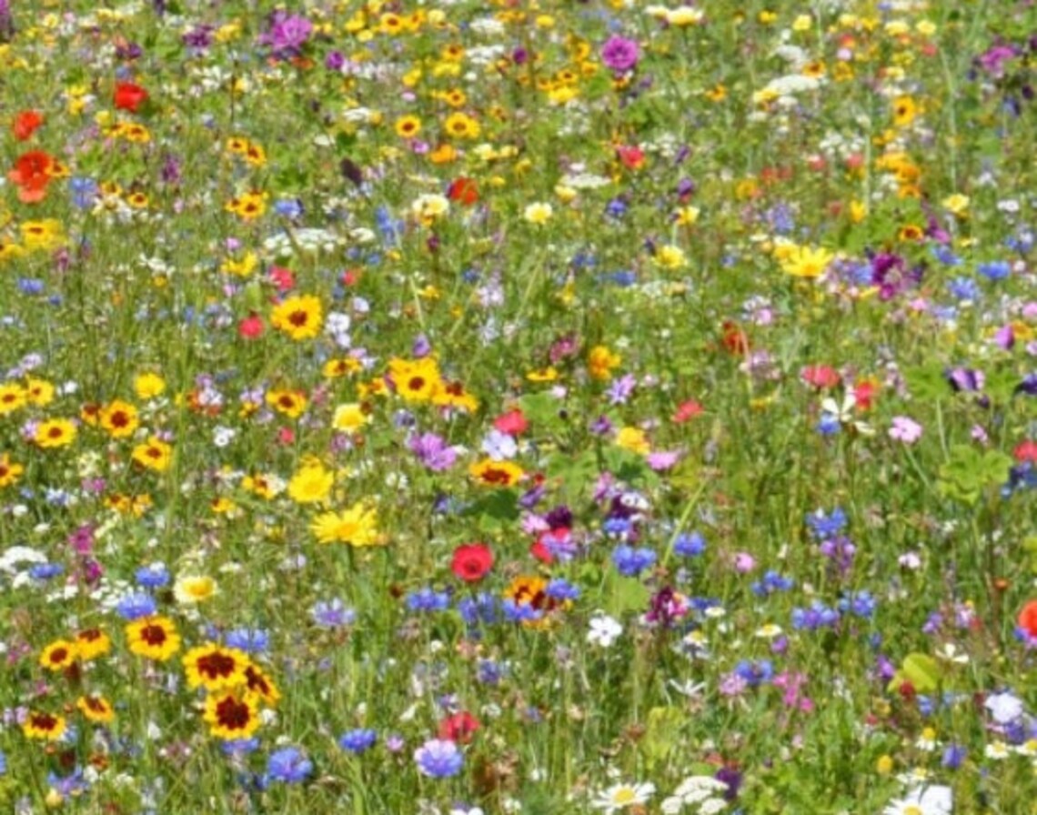 Wild Flower Meadow Mix over 1000 seeds non GMO Etsy