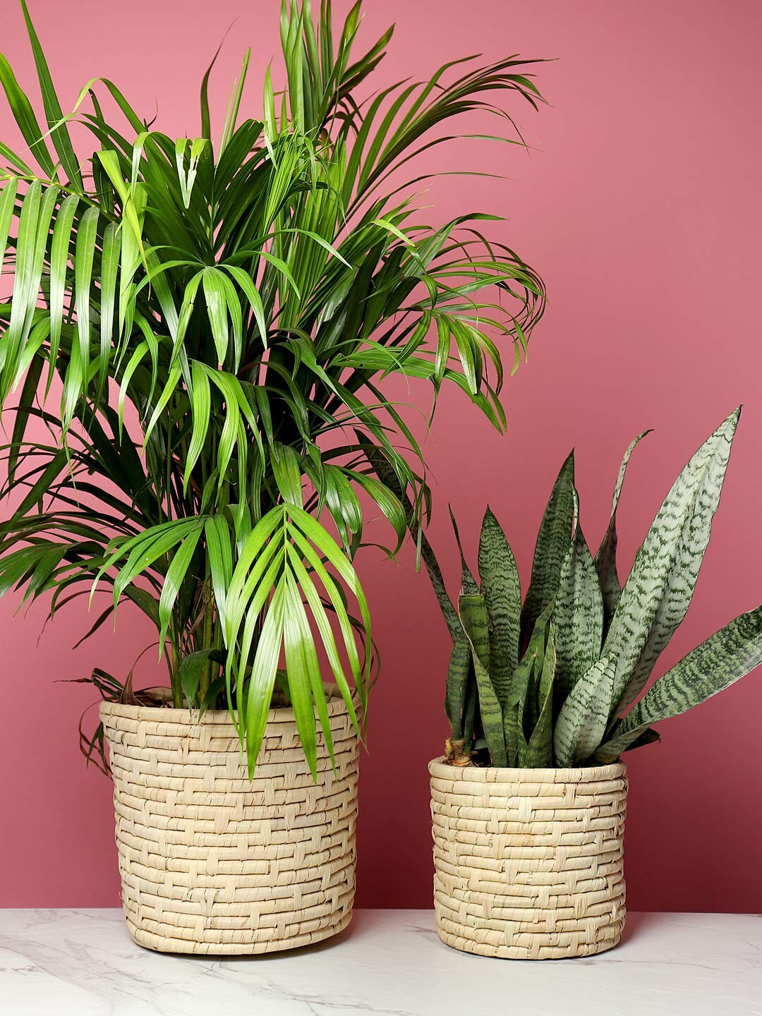 Jardinière en Feuilles de Palmier, Jardinières Intérieures Pour Maison, Jardinière Décoration Intéri