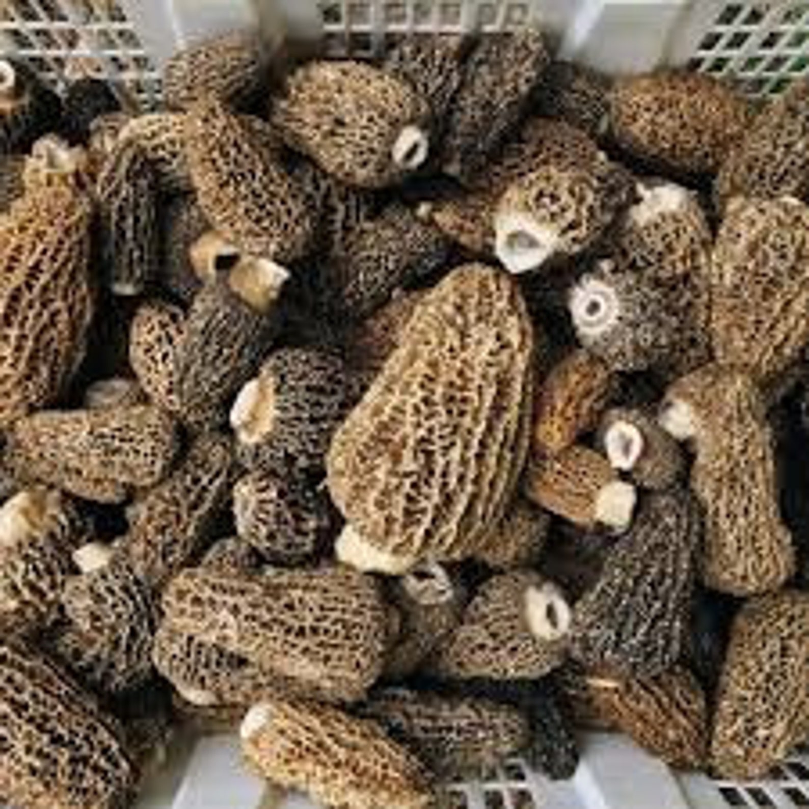 Dried Morel Mushrooms 2oz, Wild Mushrooms Etsy