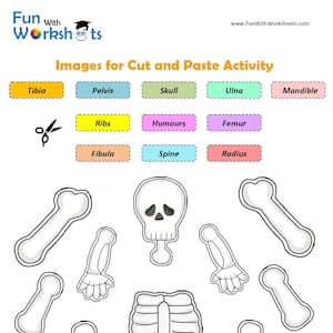 Skelett Anatomie Aktivität | Druckbare Knochen-Lektion | Bewegliches Skelett-Handwerk | Anatomie Spiel| Homeschool Printable | Humanwissenschaftliche Studie