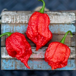 7 Pot Primo Pepper Seeds