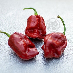 Ghost Chocolate Pepper Seeds