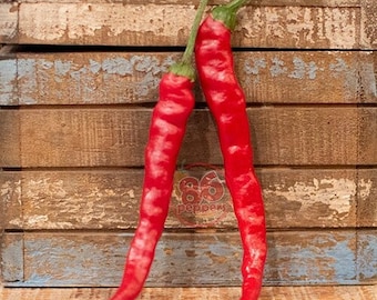 Cayenne Pepper Seeds