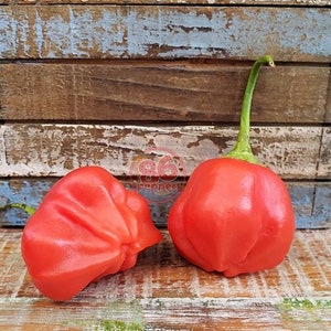 Mad Hatter Pepper Seeds