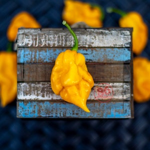 Scorpion Trinidad Yellow Pepper Seeds