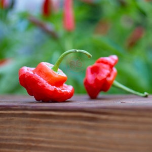 Scotch Bonnet Red Pepper Seeds