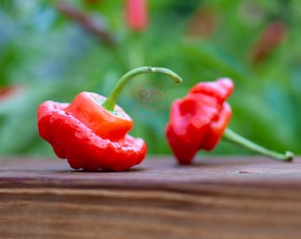 Scotch Bonnet Red Pepper Seeds