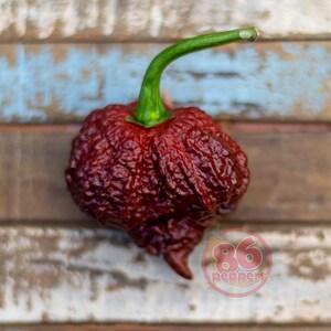 May include: A close-up of a dark red Carolina Reaper pepper with a textured surface and a green stem. The pepper is on a wooden surface with blue and white paint.