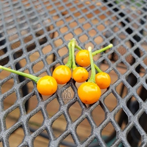 Aji Charapita Pepper Seeds