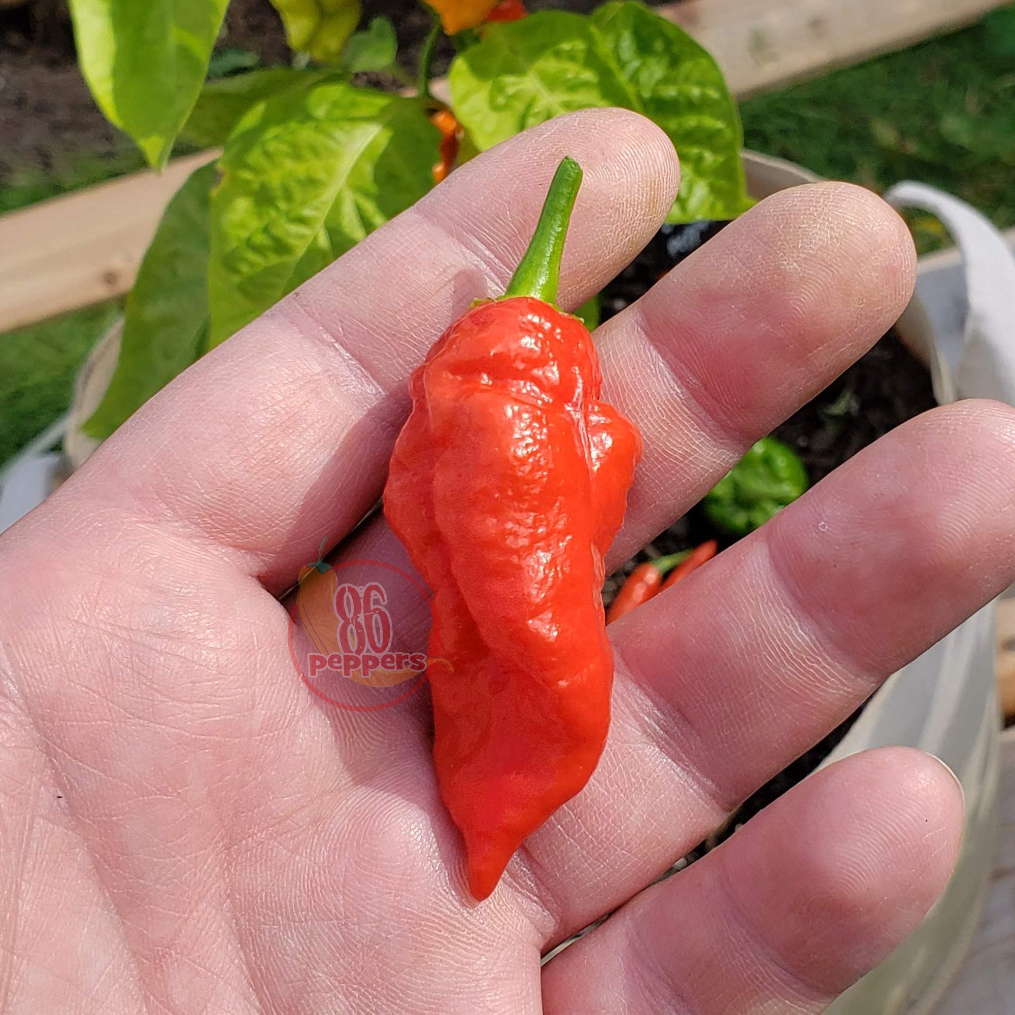 Ghost Pepper Seeds Etsy