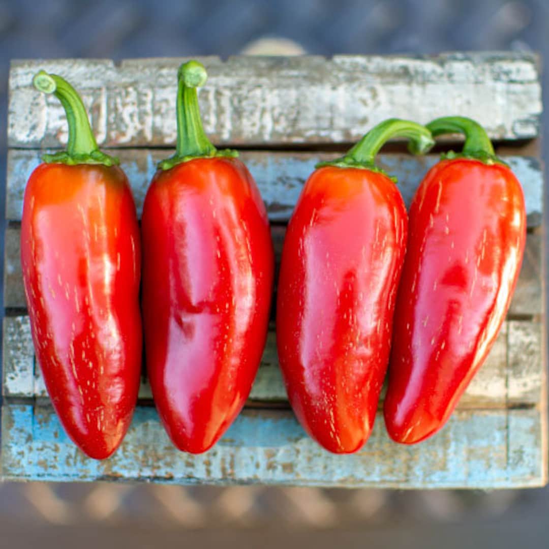 Jalapeno Craig's Grande Pepper Seeds Etsy