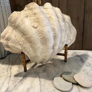 May include: A large, off-white clam shell displayed on a gold-toned metal stand. The shell has a textured surface with visible growth rings and is accompanied by three small, smooth stones. The background includes a decorative vase and wooden paneling.