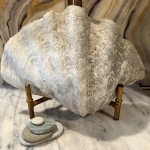May include: A large, textured, off-white giant clam shell rests on a gold-toned metal stand. In front of the shell, a small stack of four smooth, flat, multi-colored stones is arranged in a vertical pile on a white marble surface.