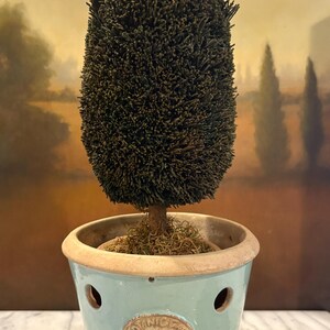 May include: A topiary tree with dark green foliage in a light blue ceramic pot. The pot features circular cutouts and a central circular emblem with the embossed text Botanic Garden. The base of the tree is covered with dried moss.