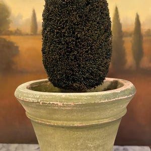 May include: A decorative topiary plant in a distressed green pot. The topiary is a dark green color and has a rounded, cone-like shape. The pot has a weathered appearance with pink accents, adding a touch of rustic charm to the decor.