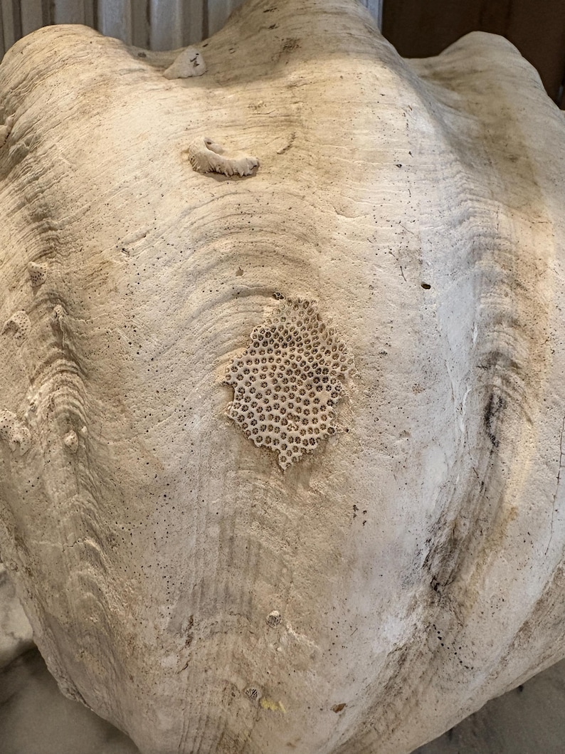 Giant Ruffled Clam Shell- Natural + Authentic / Santa Barbara Style ...