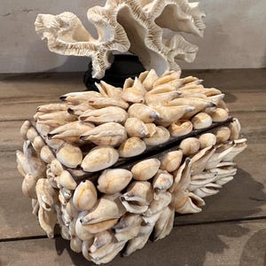 May include: A decorative box covered in seashells, with a hinged lid. The box is rectangular and has a dark brown border. A white coral sculpture sits behind the box. The seashells are beige and cream-colored.
