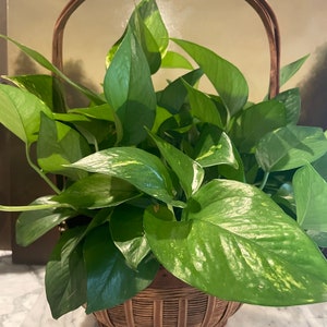 Puede incluir: Una planta verde en maceta con hojas variegadas en una cesta de mimbre marr&oacute;n con asa.