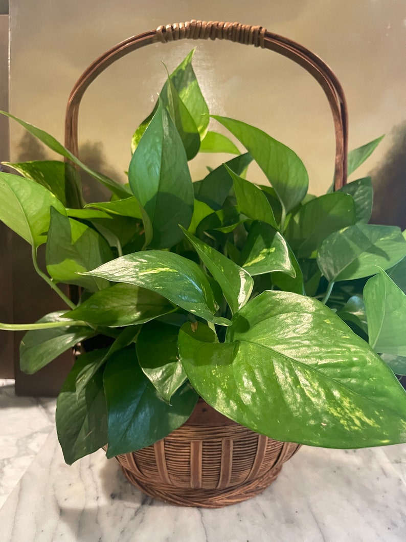 Puede incluir: Una planta verde en maceta con hojas variegadas en una cesta de mimbre marr&oacute;n con asa.