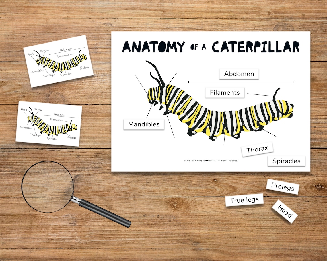 Anatomy of a Caterpillar Educational Resource for Homeschool Etsy