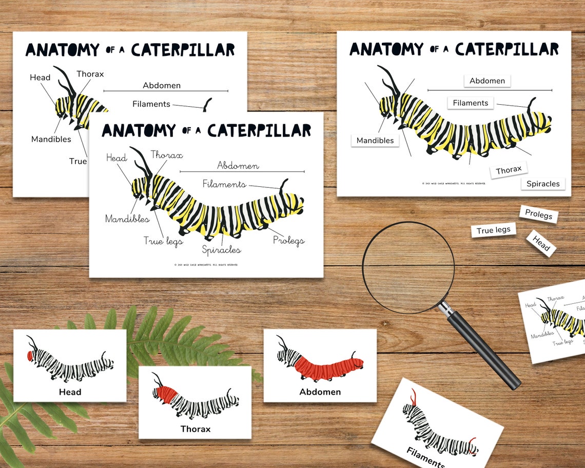 Anatomy of a Caterpillar Educational Resource for Homeschool | Etsy
