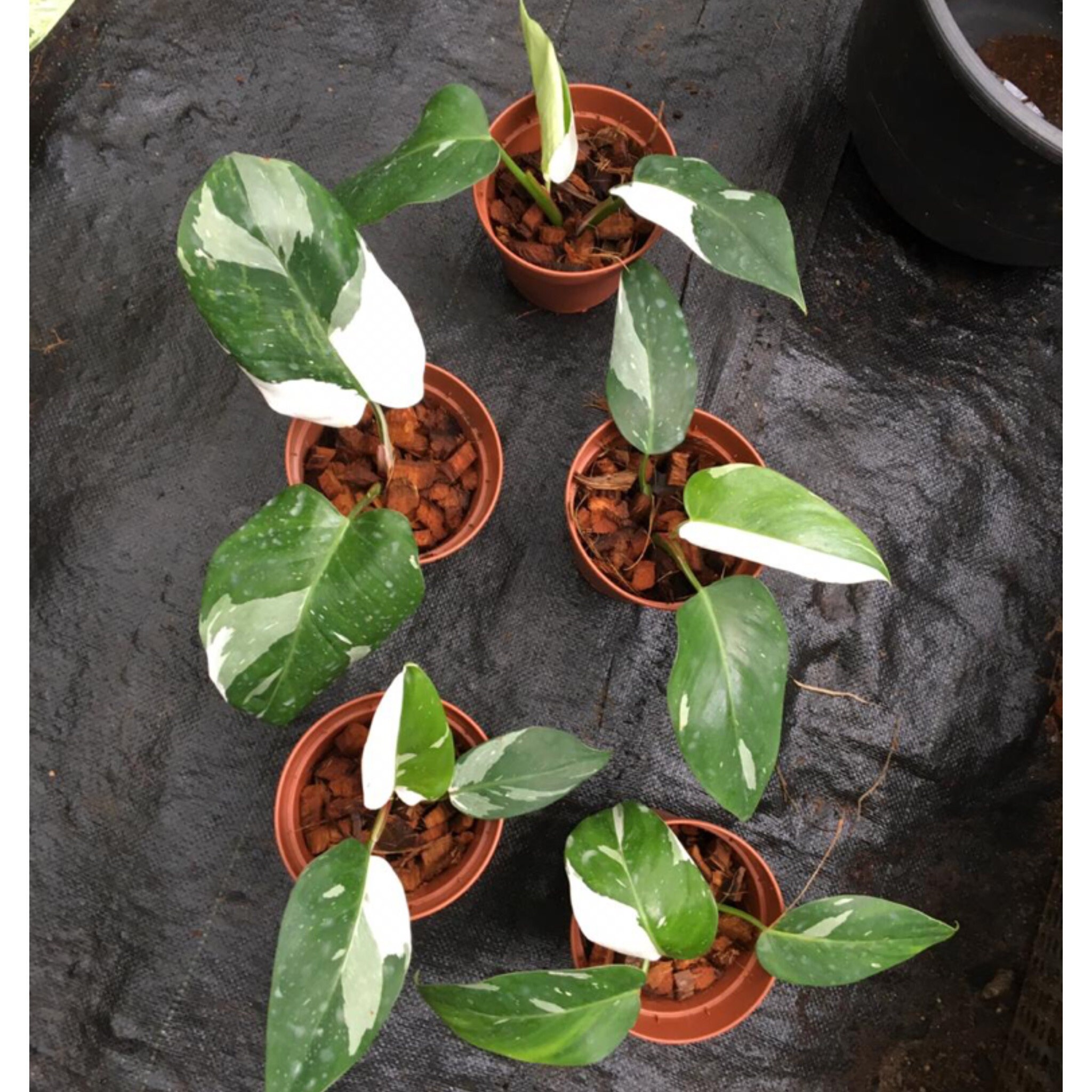 White ice princess plant