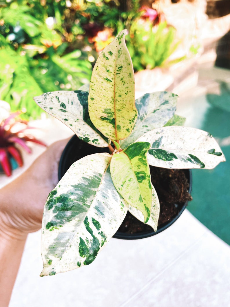 TropifyPlantShop Ficus Elastica Shivereana Moonshine House Plant - Thumbnail 3